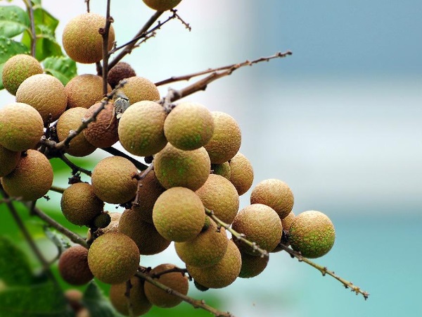 应世人吃应季食 龙眼成熟季节在什么时候