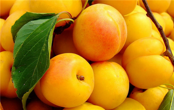 杏子一次吃多少合适杏子吃多了会怎样 鲜淘网