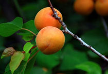 杏子图片 杏子开花图片 杏仁不能和什么一起吃