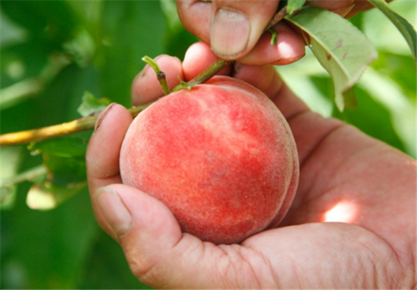 水蜜桃什么时候成熟水蜜桃季节是几月份 鲜淘网