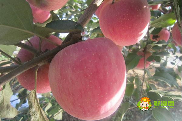 陕西水果大全，冬枣、苹果、猕猴桃等种类繁多