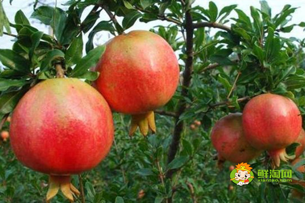陕西水果大全，冬枣、苹果、猕猴桃等种类繁多