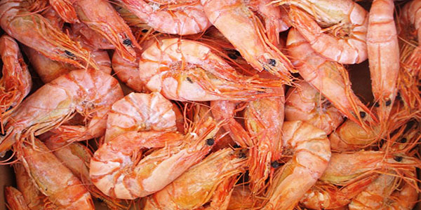 铁皮虾和一般虾有什么区别