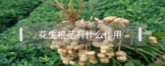 花生根茎有什么作用